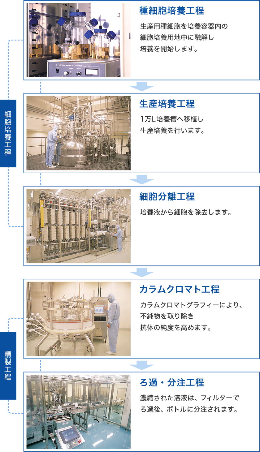 種細胞培養工程：生産用種細胞を培養容器内の細胞培養用地中に融し培養を開始します。生産培養工程：1万L培養槽へ移植し生産培養を行います。細胞分離工程：培養液から細胞を除去します。カラムクロマト工程：カラムクロマトグラフィーにより、不純物を取り除き抗体の純度を高めます。ろ過・分注工程：濃縮された溶液は、フィルターでろ過後、ボトルに分注されます。